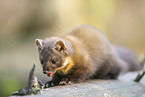 European pine marten
