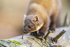 European pine marten