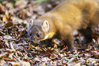 European pine marten