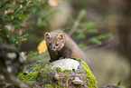 European pine marten