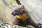 European pine marten