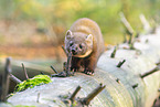 European pine marten