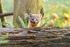 European pine marten