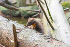 European pine marten