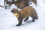 pine marten