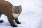 pine marten