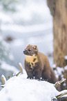 pine marten