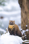 pine marten