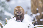 pine marten