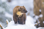 pine marten