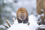 pine marten