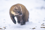 pine marten