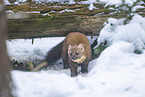 pine marten