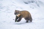 pine marten