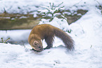 pine marten