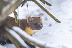 pine marten