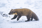 pine marten