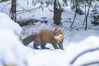 pine marten