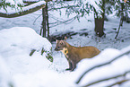 pine marten