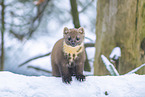 pine marten