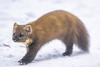 pine marten