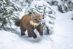 pine marten
