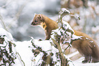 pine marten