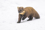 pine marten