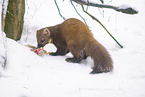 pine marten