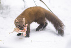 pine marten