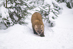 pine marten