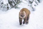pine marten
