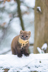 pine marten