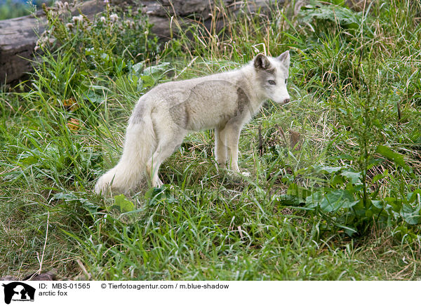 Polarfuchs / arctic fox / MBS-01565
