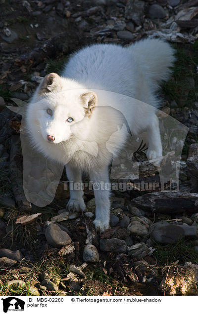 Polarfuchs / polar fox / MBS-02280