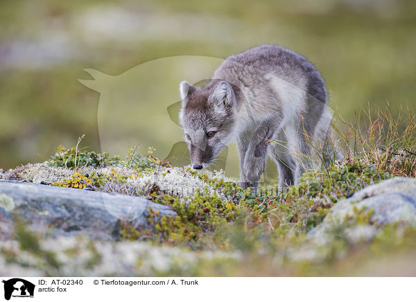 Polarfuchs / arctic fox / AT-02340