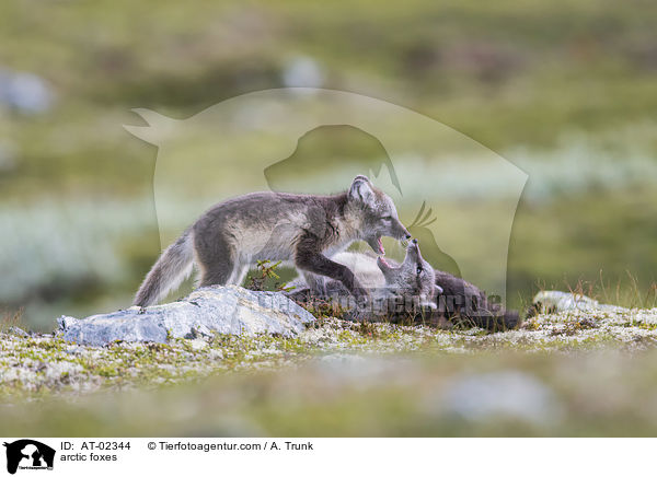 Polarfchse / arctic foxes / AT-02344