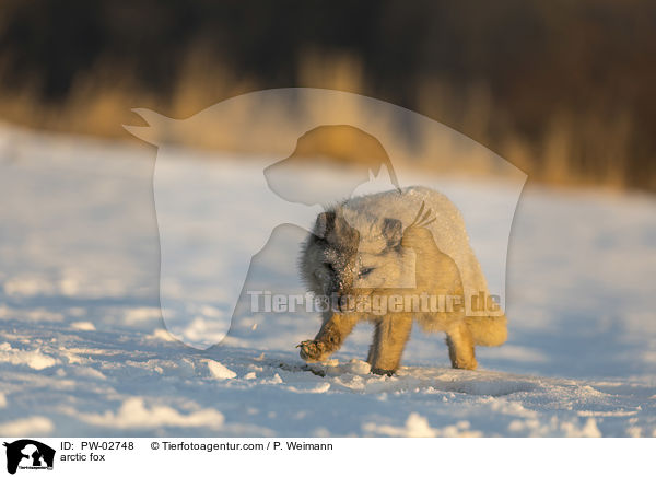 Polarfuchs / arctic fox / PW-02748