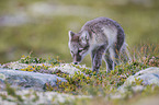 arctic fox