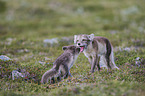 arctic foxes