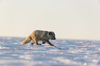 arctic fox