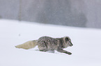 arctic fox