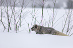 arctic fox