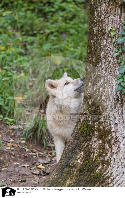 arctic wolf / PW-10192