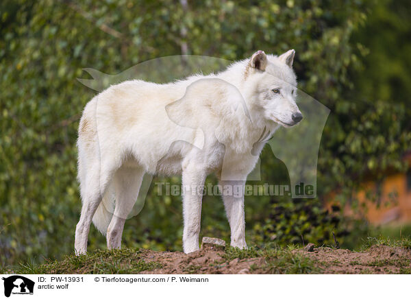 Polarwolf / arctic wolf / PW-13931