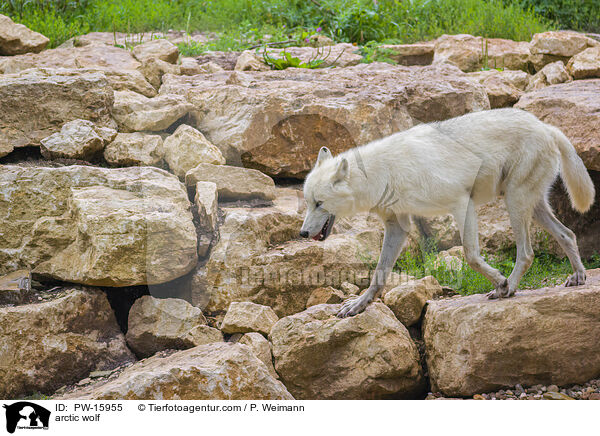 Polarwolf / arctic wolf / PW-15955