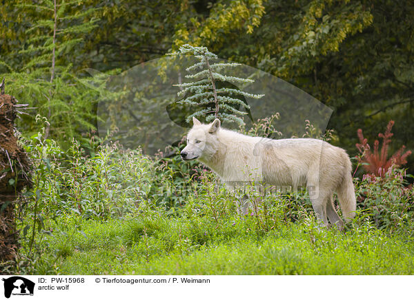 Polarwolf / arctic wolf / PW-15968