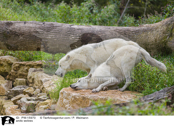 Polarwlfe / arctic wolves / PW-15970