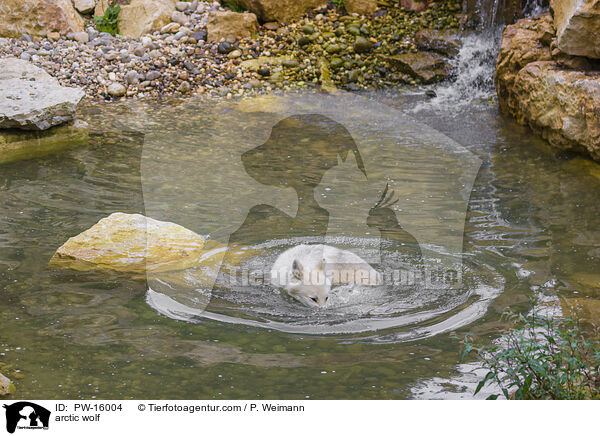 Polarwolf / arctic wolf / PW-16004