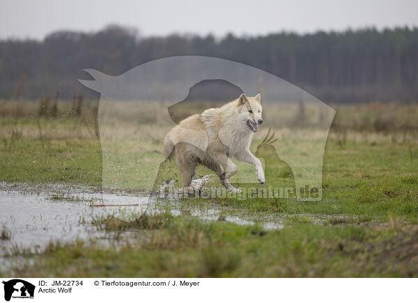 Polarwolf / Arctic Wolf / JM-22734